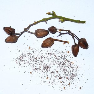 Organically grown Burley Tobacco seeds (1000)